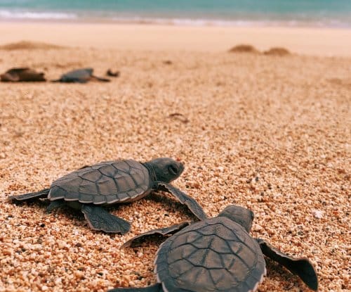 tartarugas em sao tome e principe